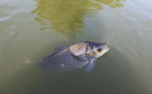 钓鱼专用天气软件(鱼开口最佳气压) 钓鱼专用天气软件(鱼开口最佳气压)